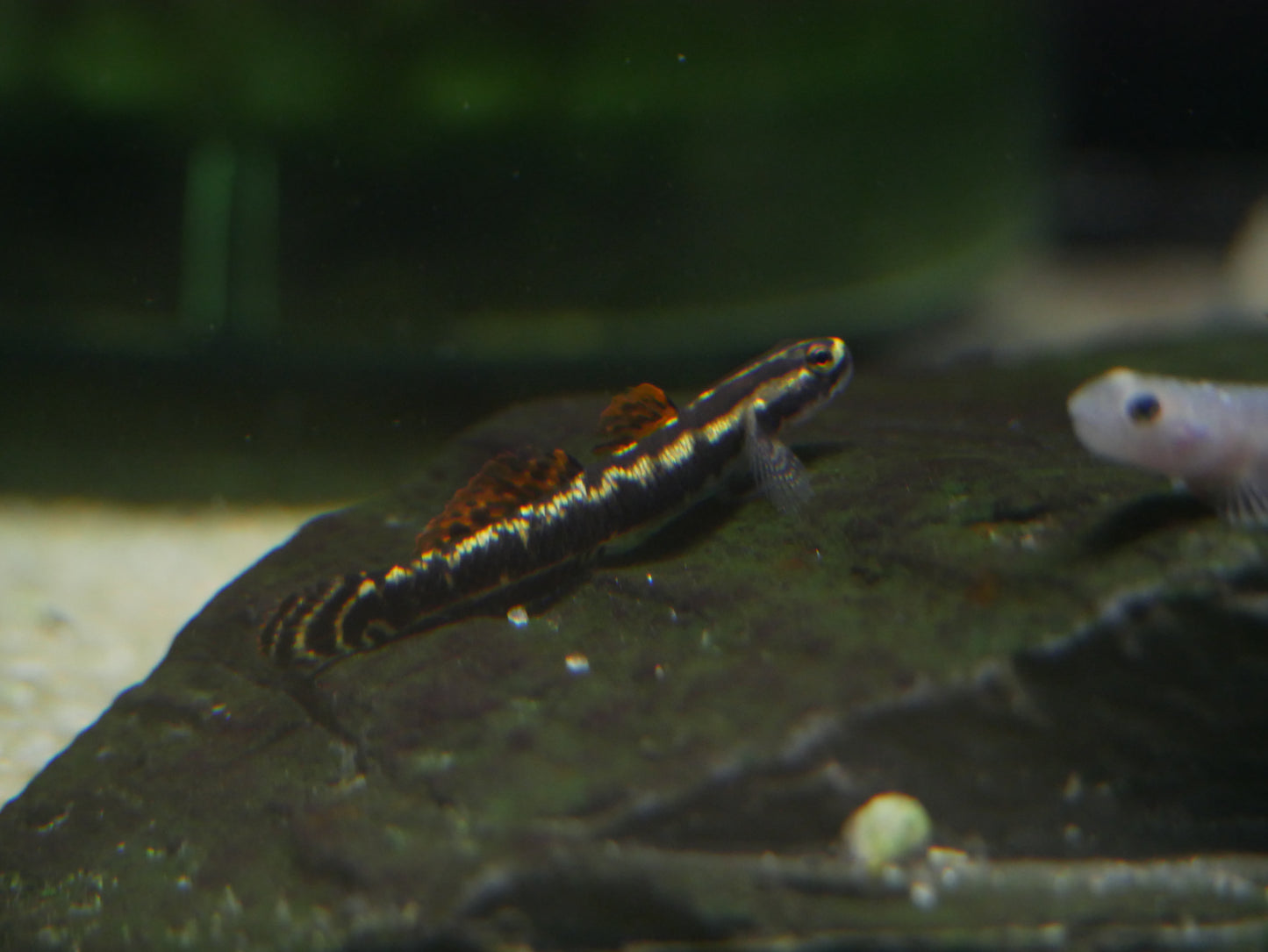 Stiphodon Aureofuscus Goby