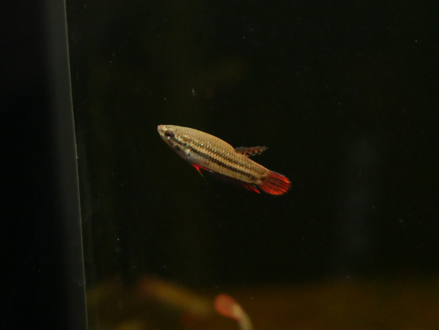 Betta imbellis, the "Peaceful Betta"