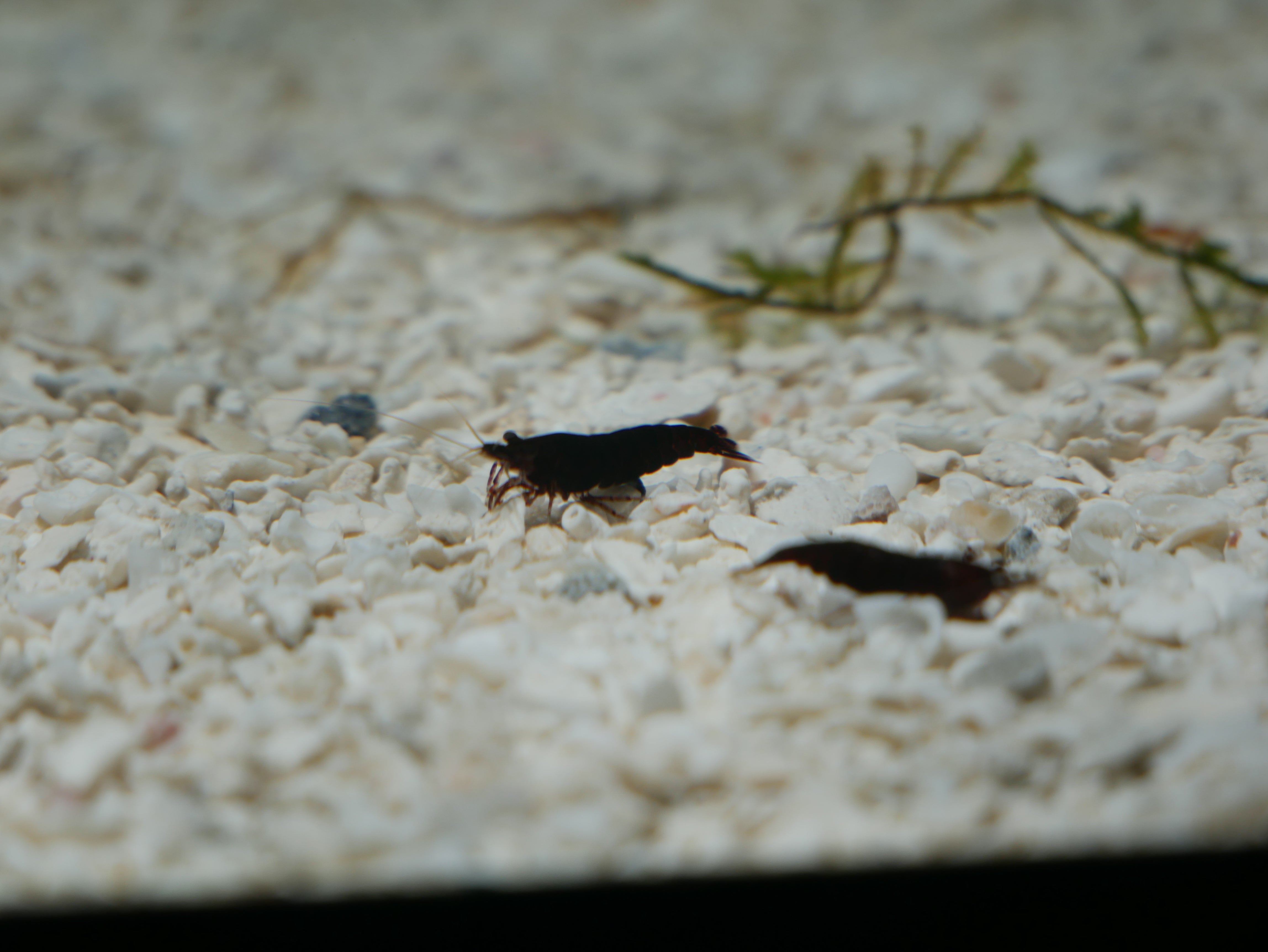 Live Fish Sorted – MoonlightAquatics