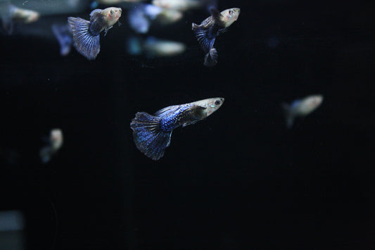 Blue Dragon Guppy - MoonlightAquatics