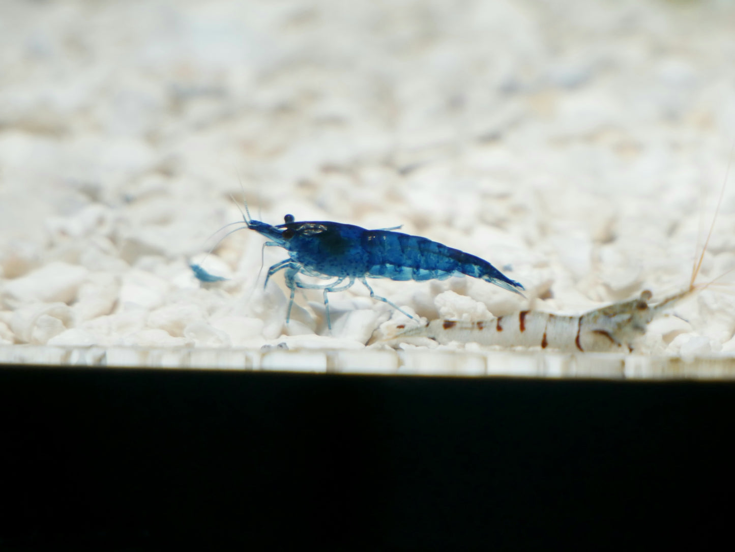 Blue Dream Neo Shrimp