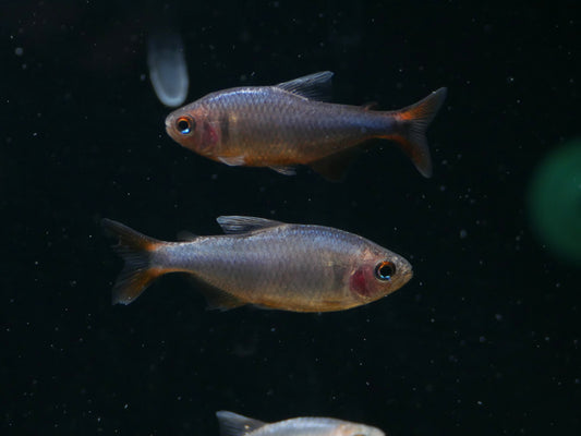 Blueberry Tetra (Hyphessobrycon wadai)