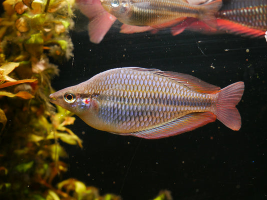 Melanotaenia Trifasciata "Cato River" Rainbow