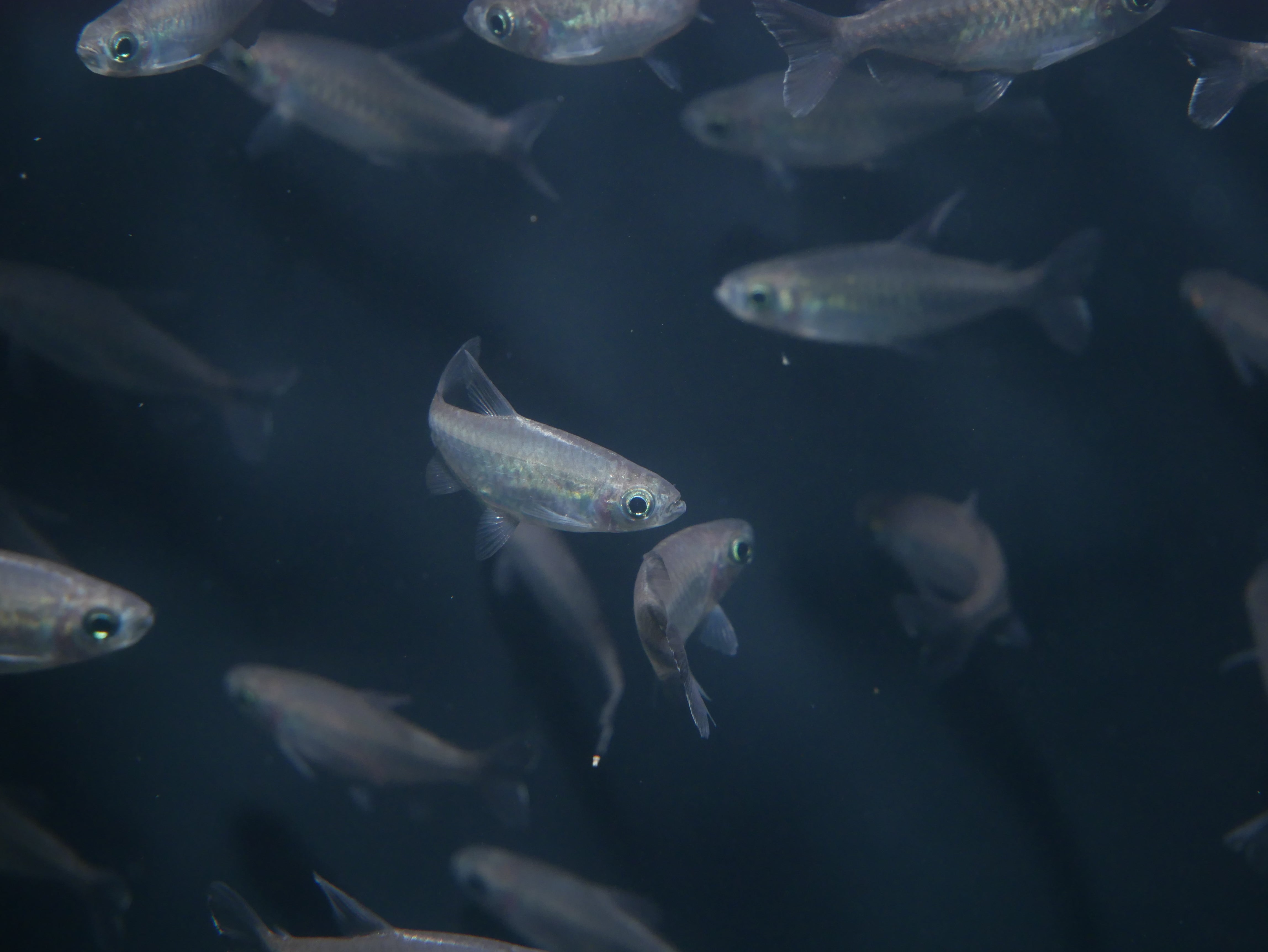 Congo Tetra – MoonlightAquatics