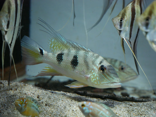 Three Spot Eartheater (Satanoperca daemon) - MoonlightAquatics