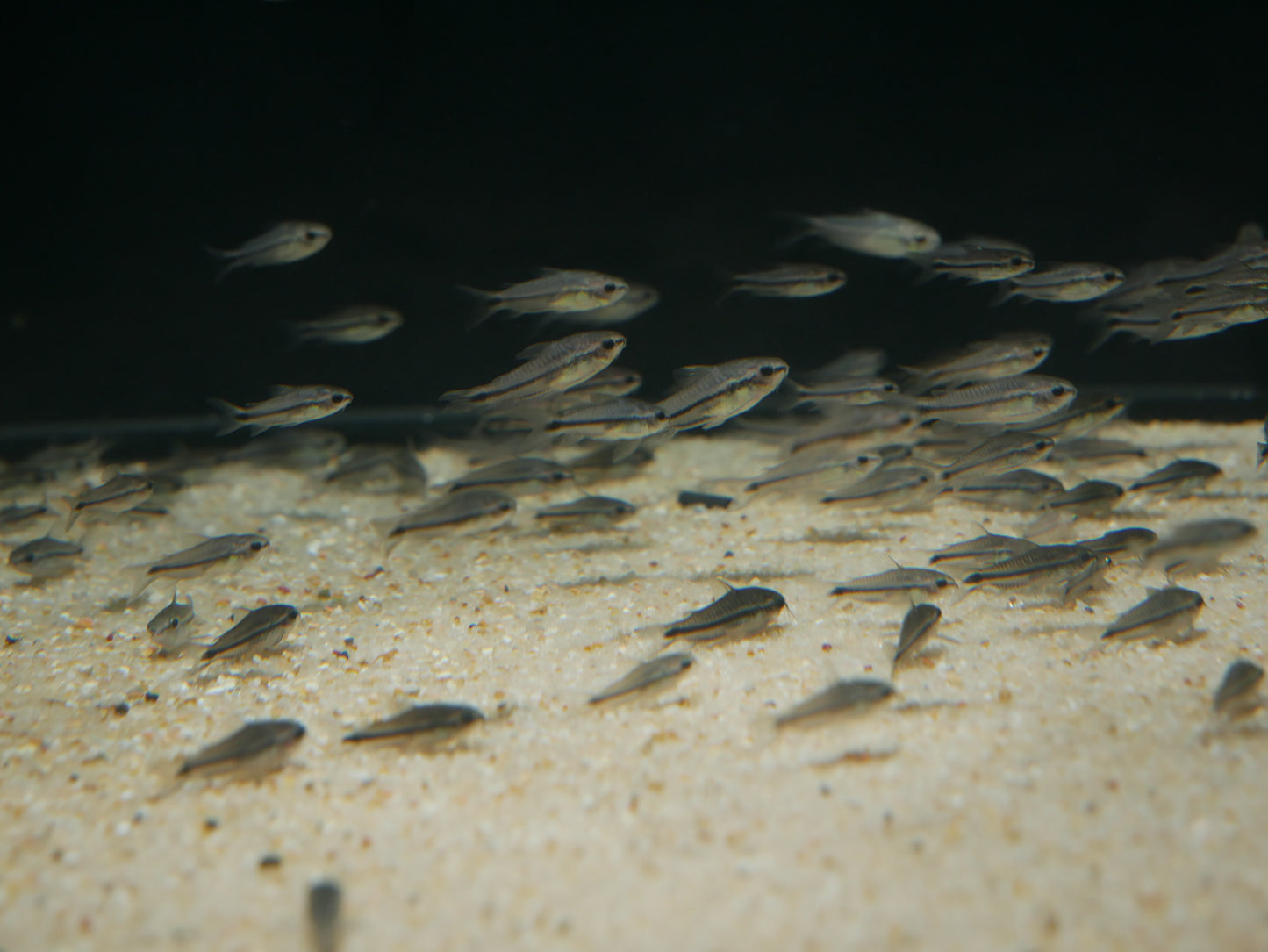 Pygmy Corydoras