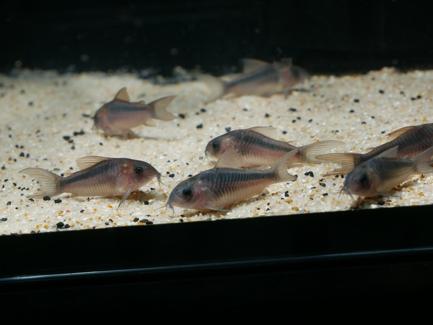 Corydoras  Rabauti