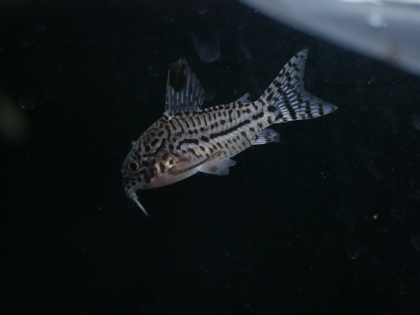 Julii Corydoras