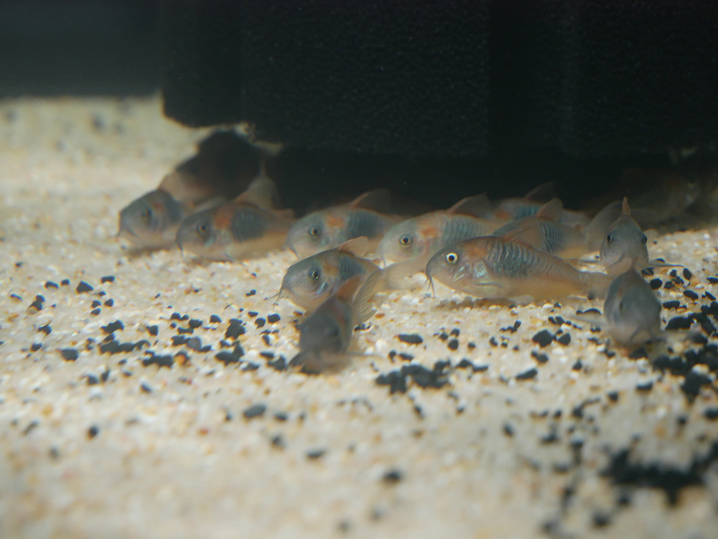 Corydoras Venezuela Orange