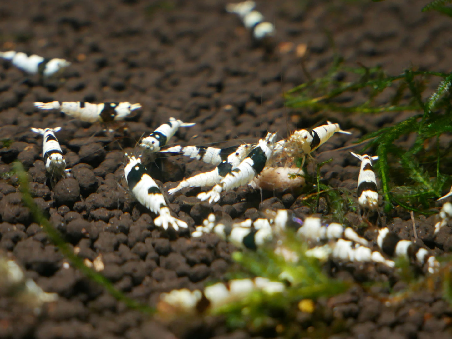 Crystal Black S-SS Shrimp