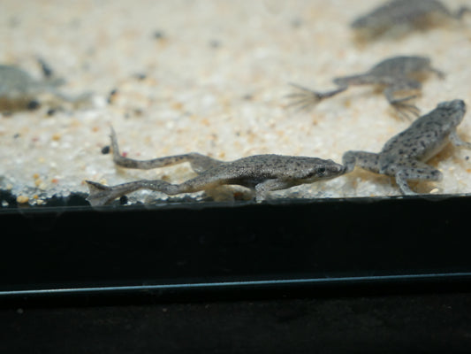 African Dwarf Frog