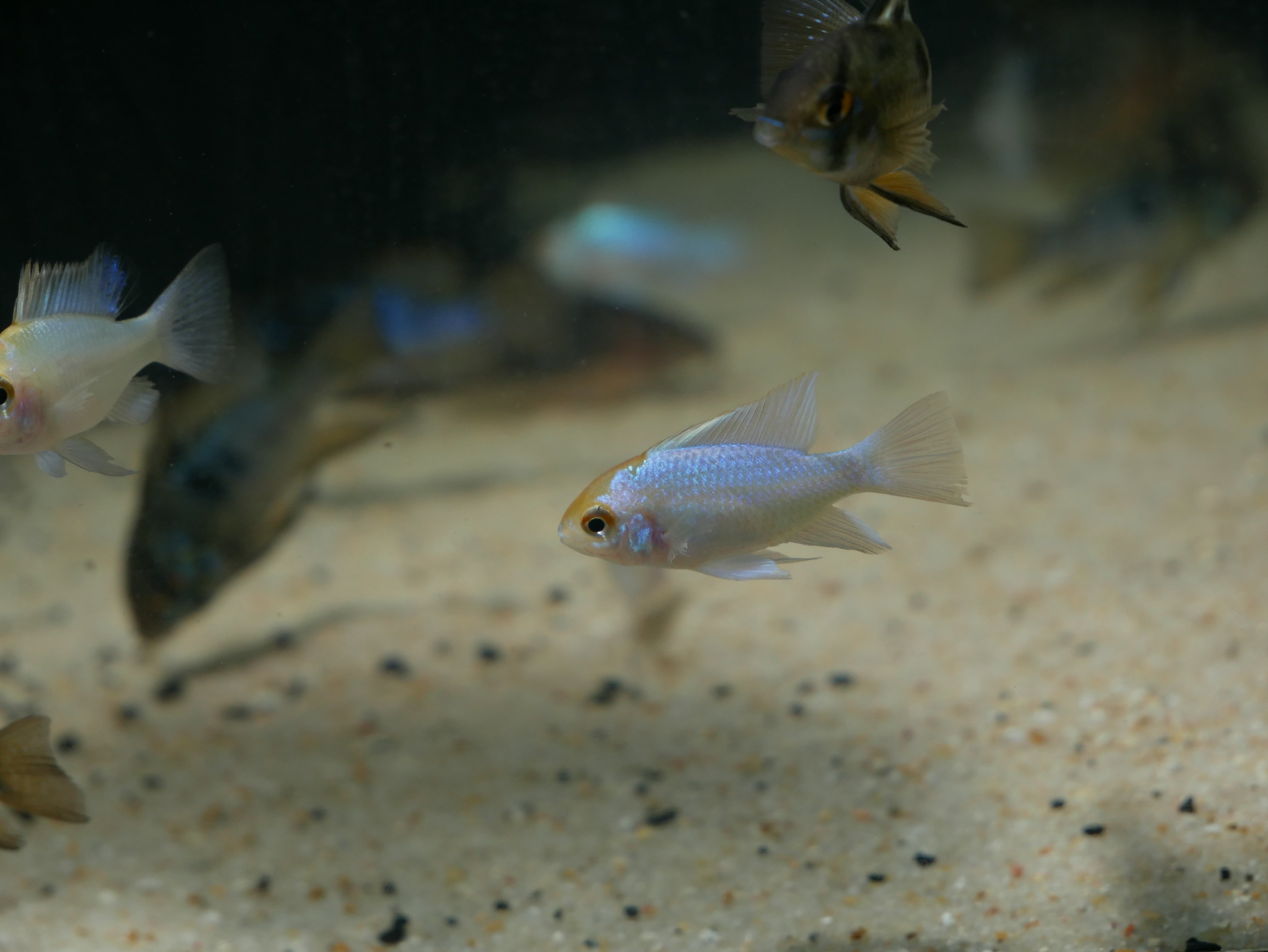 Cichlids – MoonlightAquatics