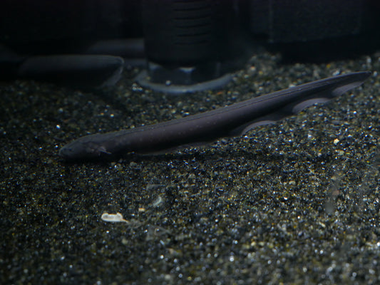 Electric Eels