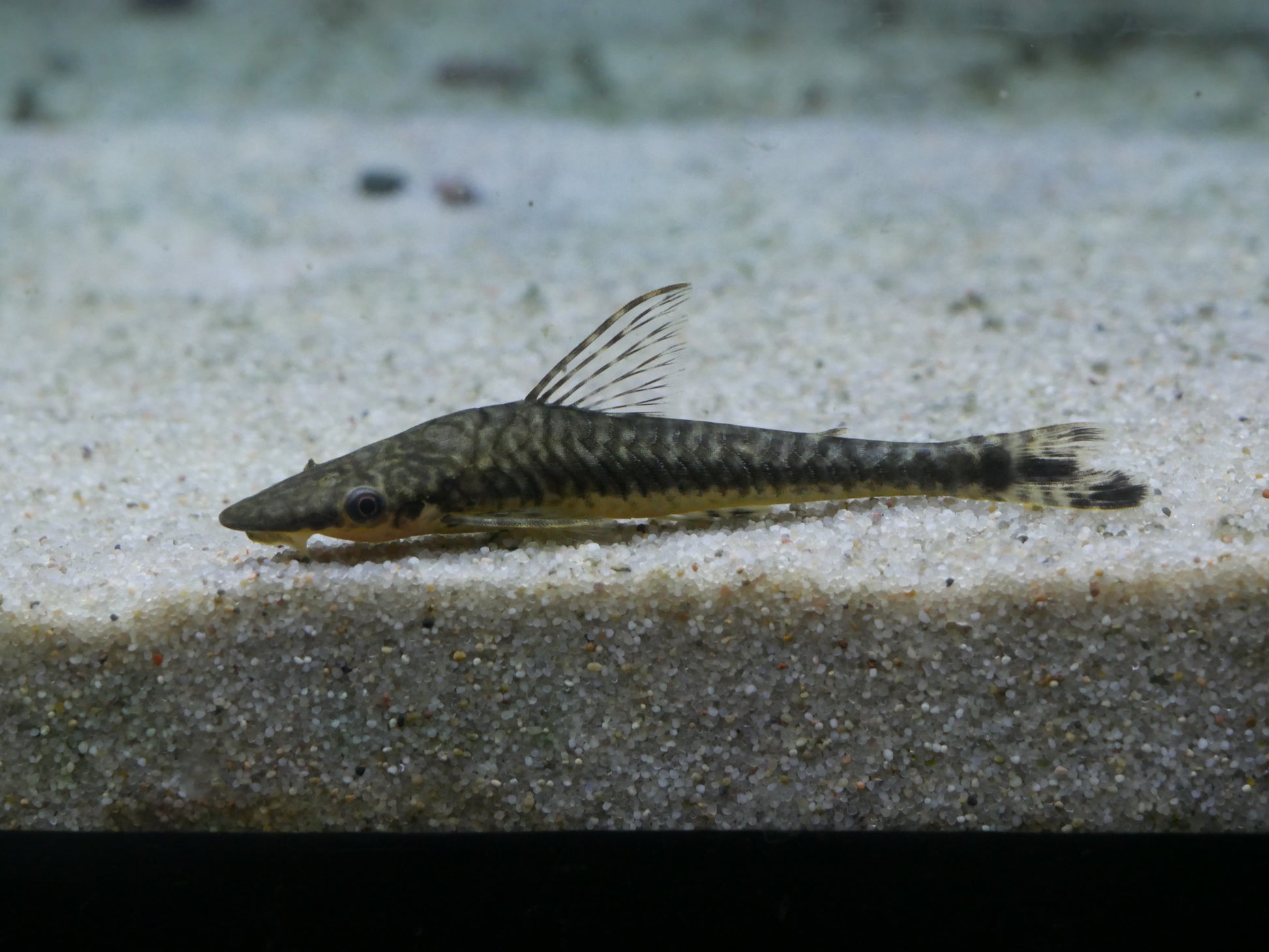 Giant Otocinclus (Hypoptopoma gulare) - MoonlightAquatics