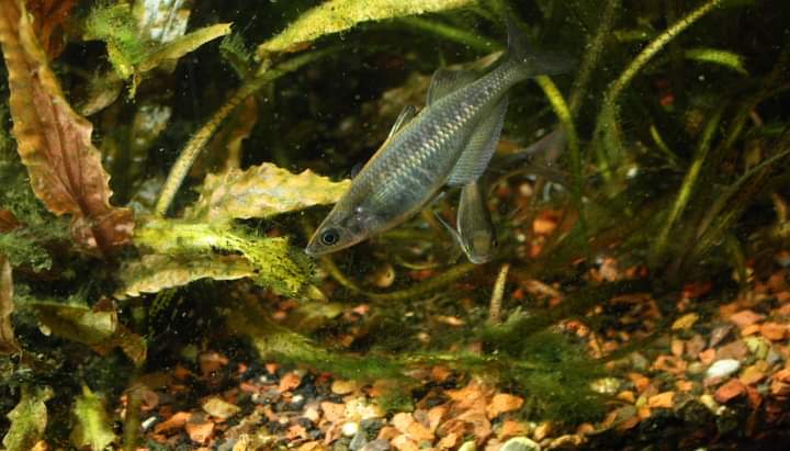 Chilatherina sp. "Kali Awalim" Rainbowfish