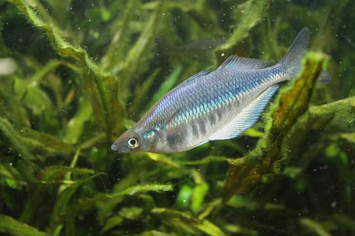 Chilatherina sp. "Kali Awalim" Rainbowfish