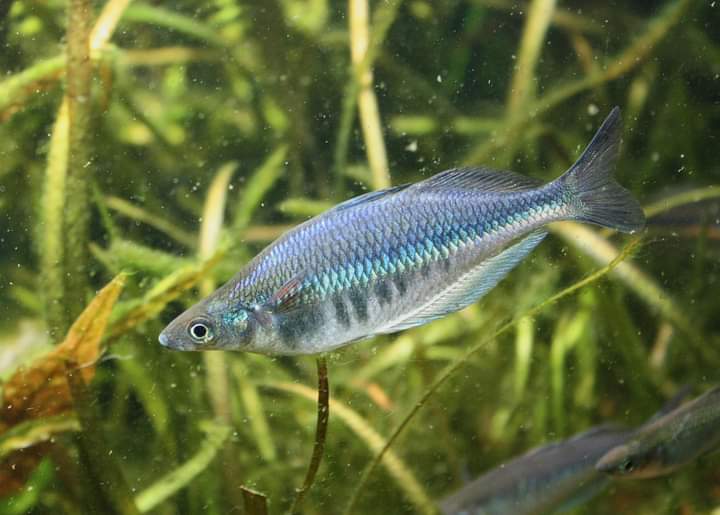 Chilatherina sp. "Kali Awalim" Rainbowfish