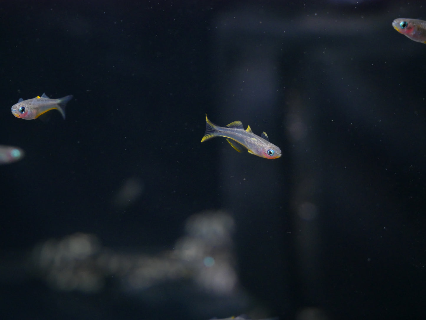 Forktail Blue-Eye