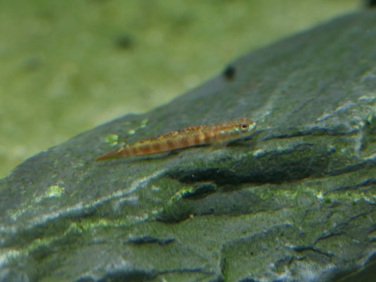 Gold Neon Dwarf Goby (Stiphodon cf.rutilaureus)