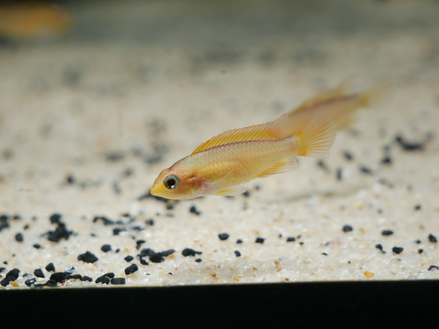 Golden Apistogramma agassizi