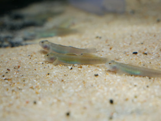 Green Belly Goby "Lentipes ikeae"