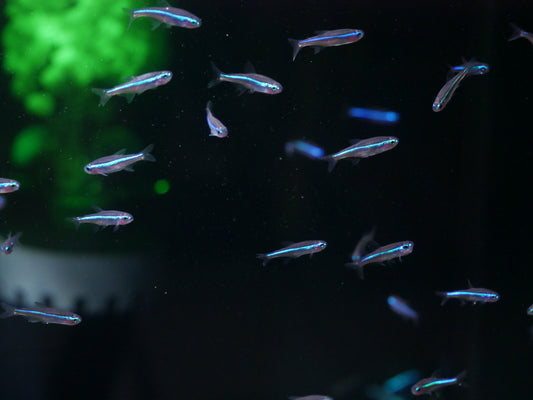 Green Neon Tetra