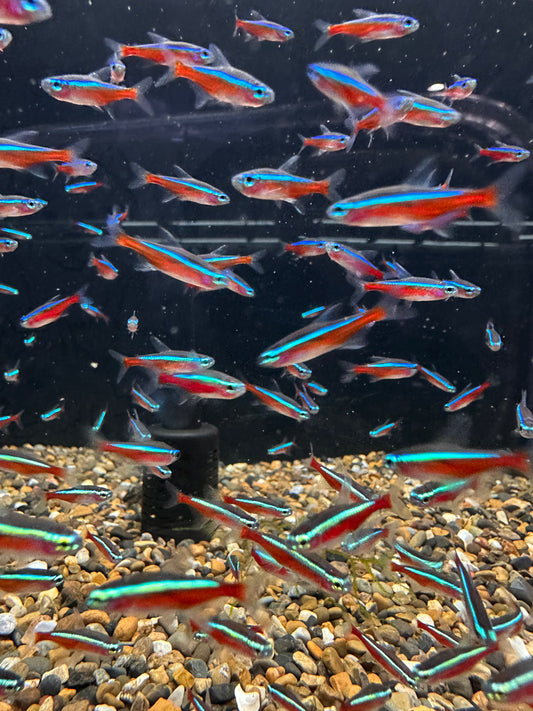 Cardinal Tetra