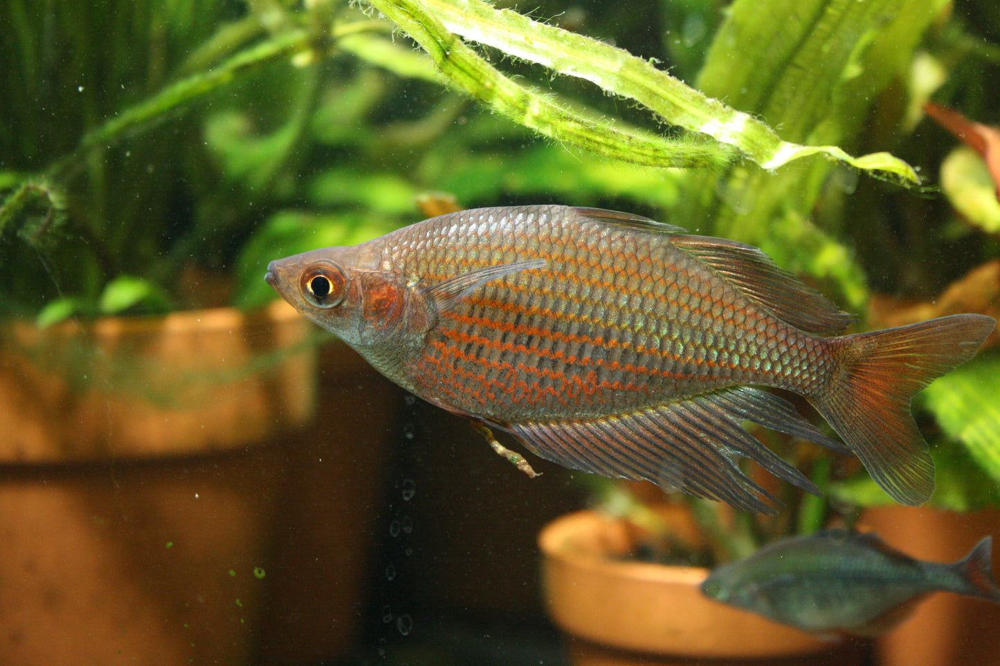 Glossolepis Multisquamata"Pagai Village"