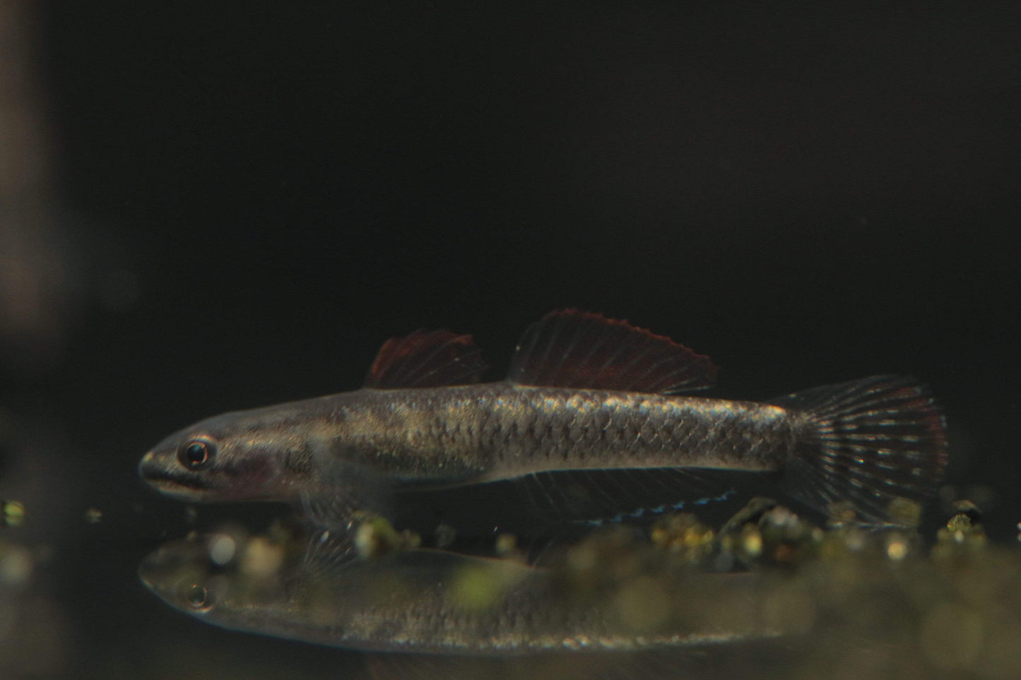 Stiphodon Aureofuscus Goby