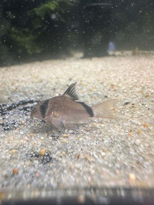 Bandit Corydoras