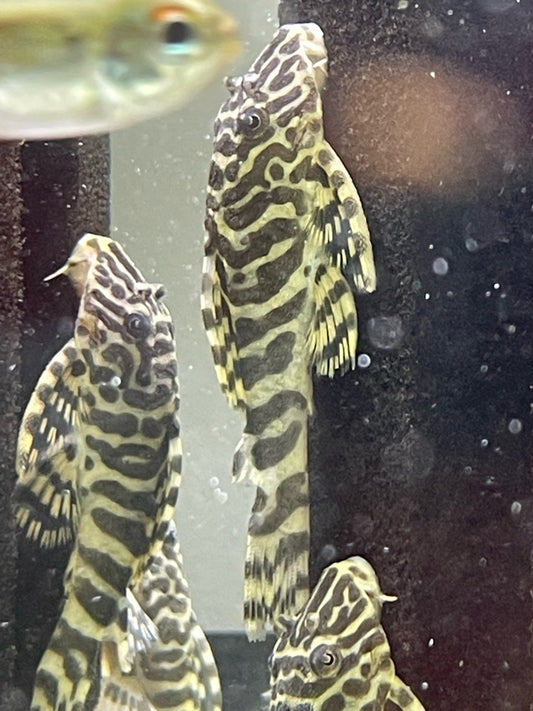 L134 Leopard Frog Pleco