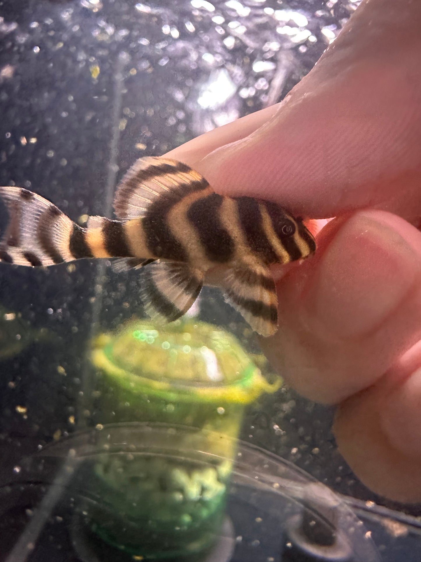 L080 Dwarf Peckoltia Pleco