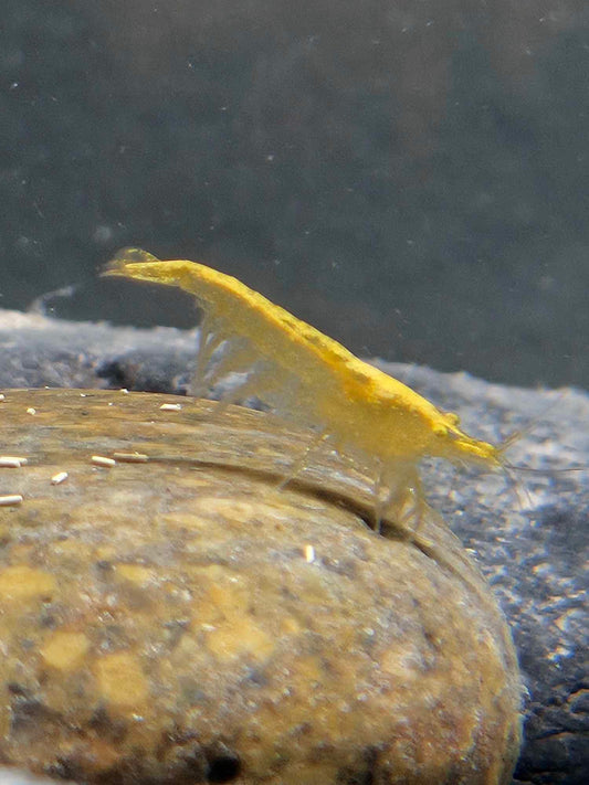 Orange Eye Yellow Neo Shrimp