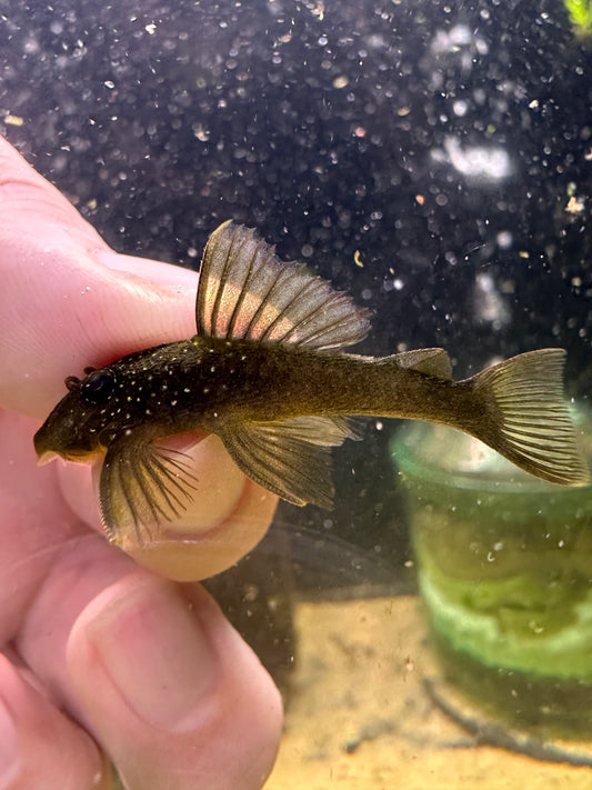 Green Phantom Pleco - MoonlightAquatics