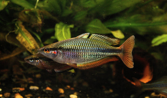 Melanotaenia picta (sp. "Aru II)