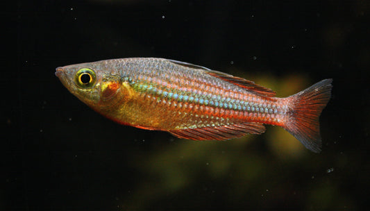 Melanotaenia Ogilbyi, Ogilby's Rainbowfish