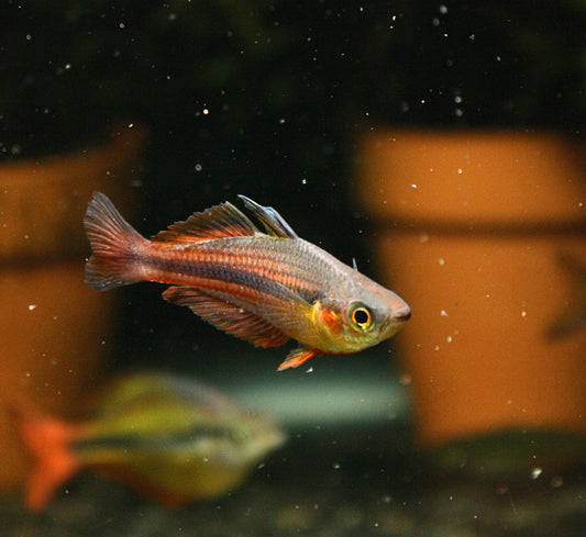 Melanotaenia Ogilbyi, Ogilby's Rainbowfish