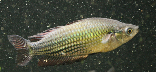 Melanotaenia sp. "Running River" Rainbowfish