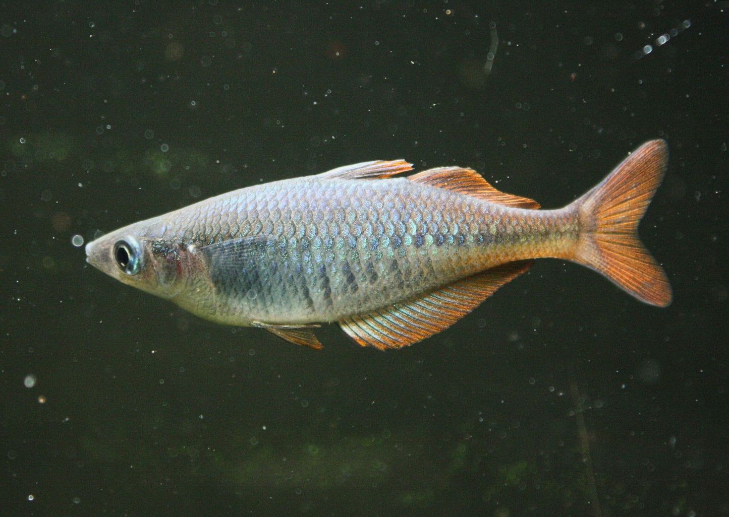 CHILATHERINA SPEC."TARITATU RIVER"