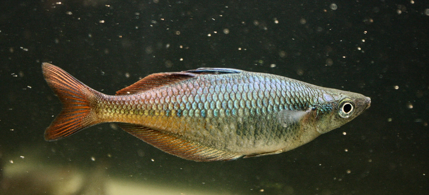 CHILATHERINA SPEC."TARITATU RIVER"