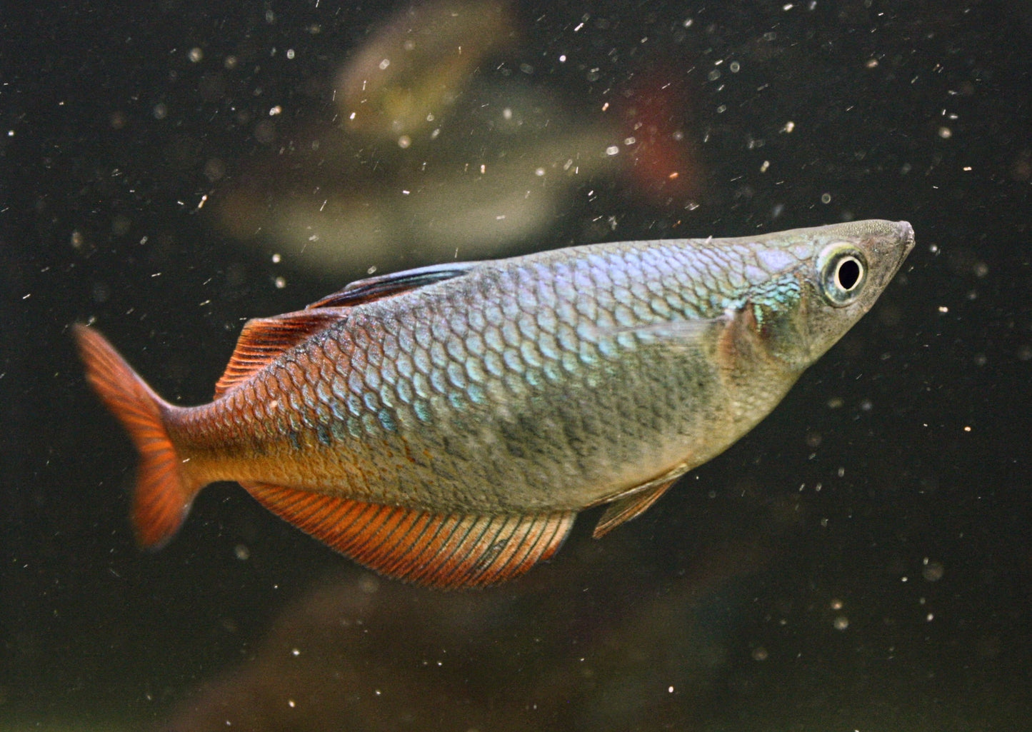 CHILATHERINA SPEC."TARITATU RIVER"