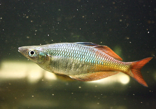 CHILATHERINA SPEC."TARITATU RIVER"