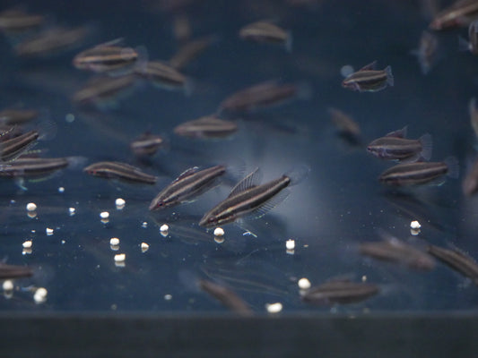 Licorice Gourami