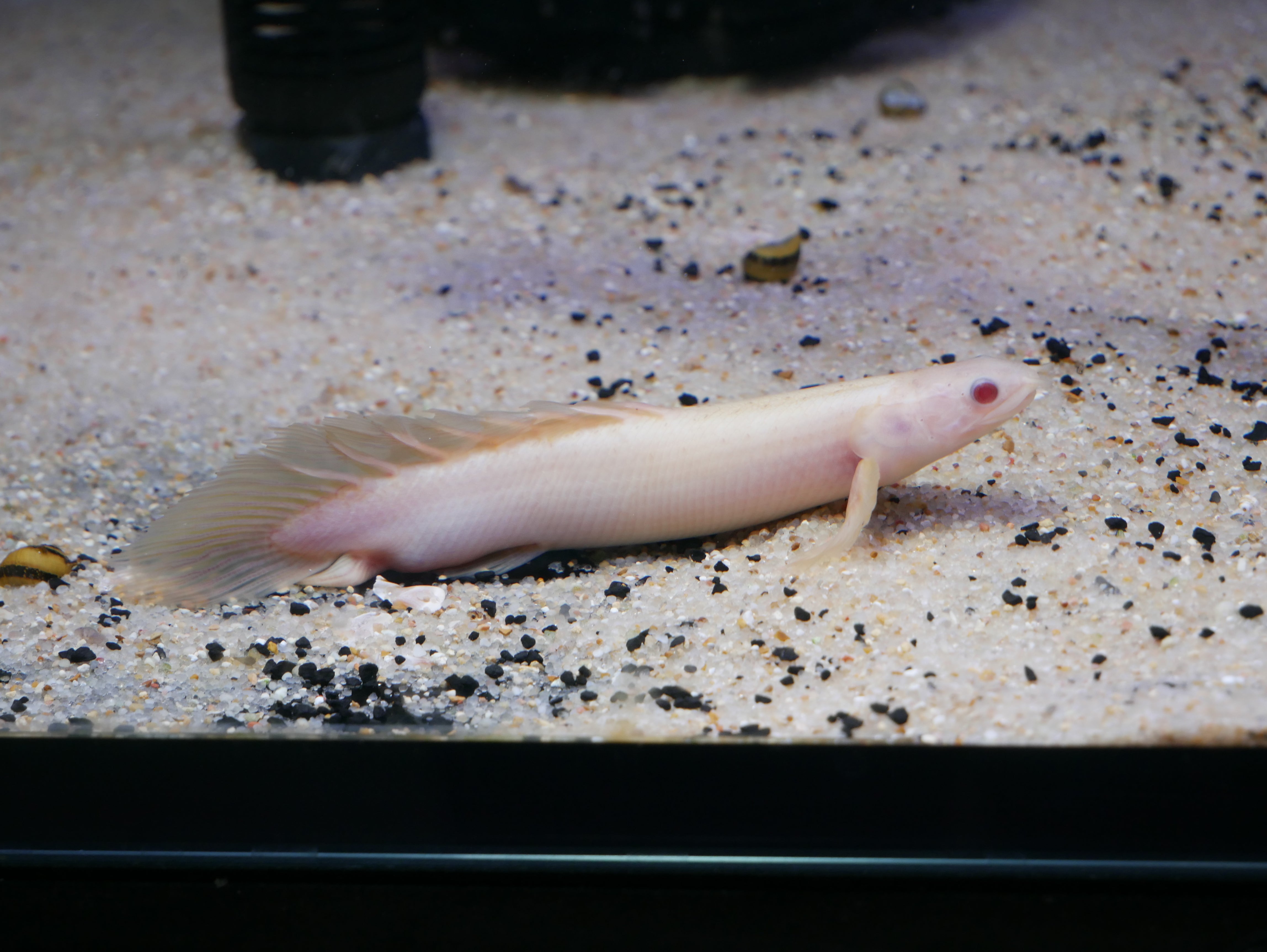 Longfin Albino Senegal Bichir – MoonlightAquatics