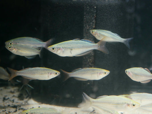 Melanotaenia Mairasi Rainbowfish