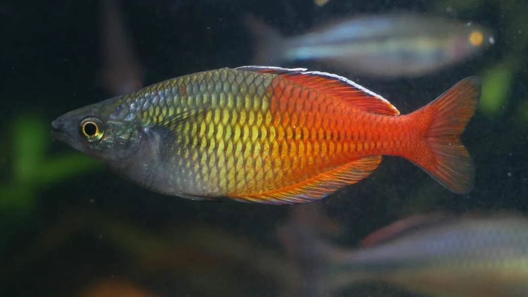 Bosemani Red "Aves Creek" Rainbowfish