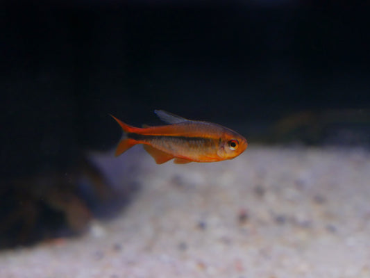 Hyphessobrycon myrmex ( Fire Ant Tetra )