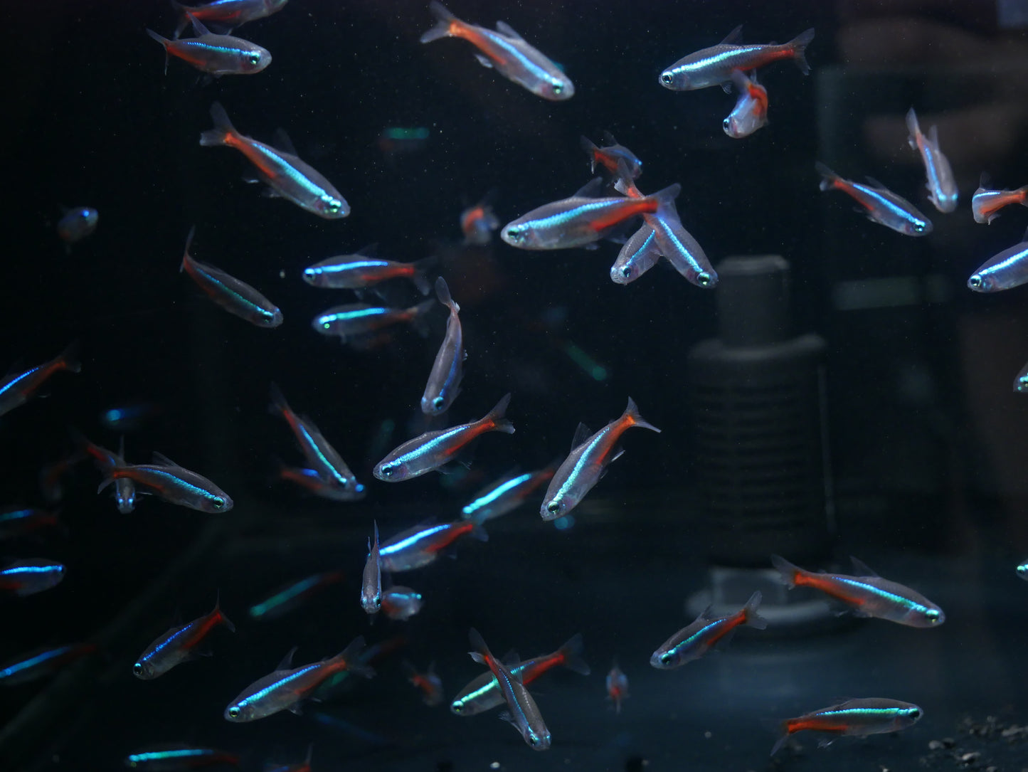 Neon Tetra