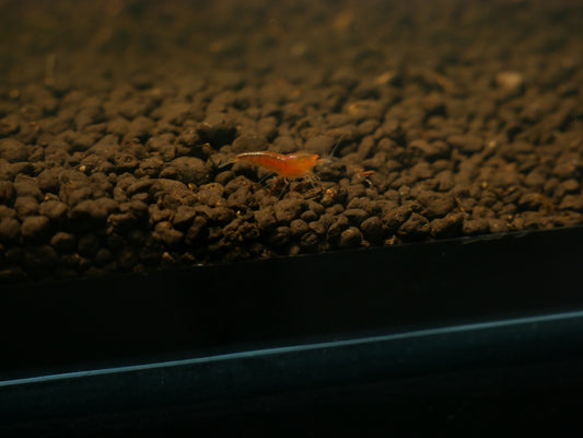 Mixed Orange Eye Shrimp