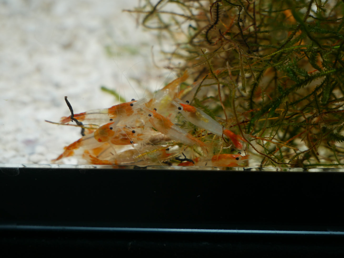 Orange Rili Neo Shrimp